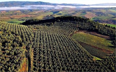 6th ‘Extrascape’ Recognizes Outstanding Olive Oil Landscapes